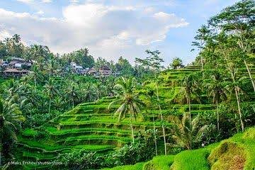 A lush green hillside with palm trees and houses.